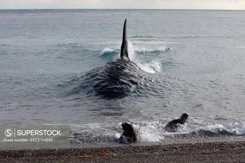 Killer Whale attacks Sea Lions on seashore Patagonia