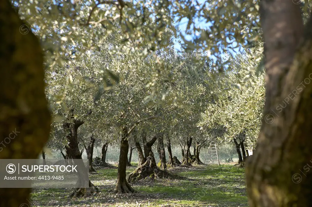 Olive-trees and scale Baronnies Provence France
