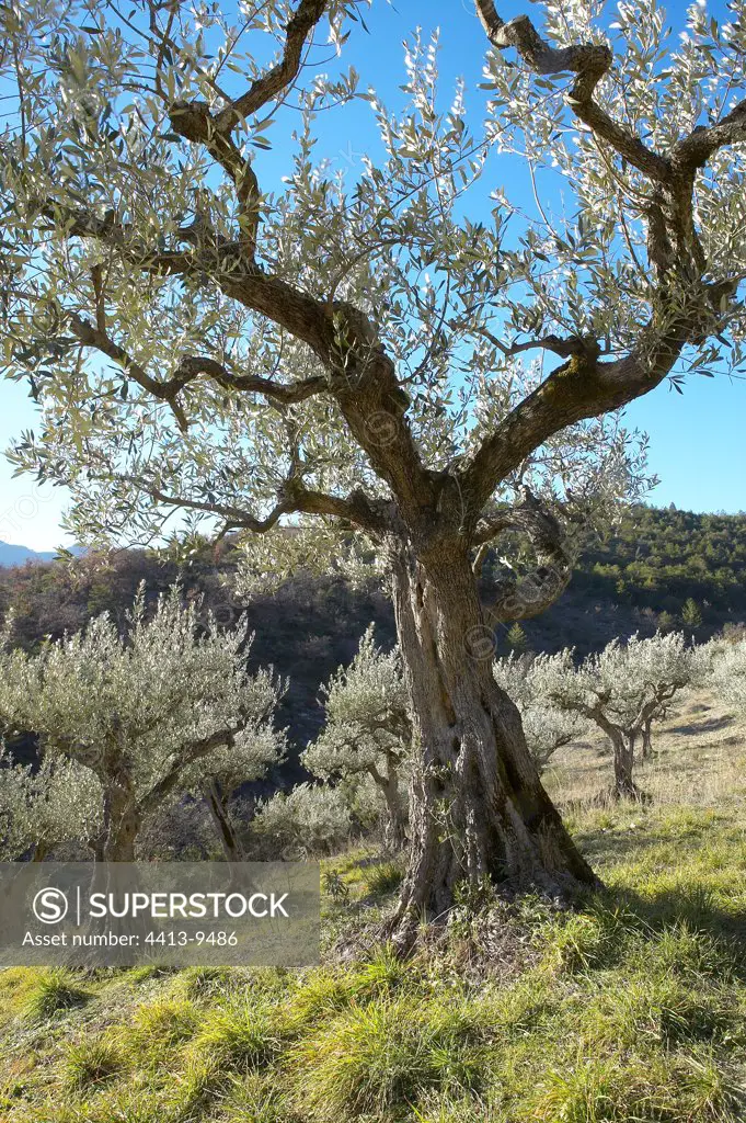 Old olive-trees not having undergone the freezing of 1956 Provence