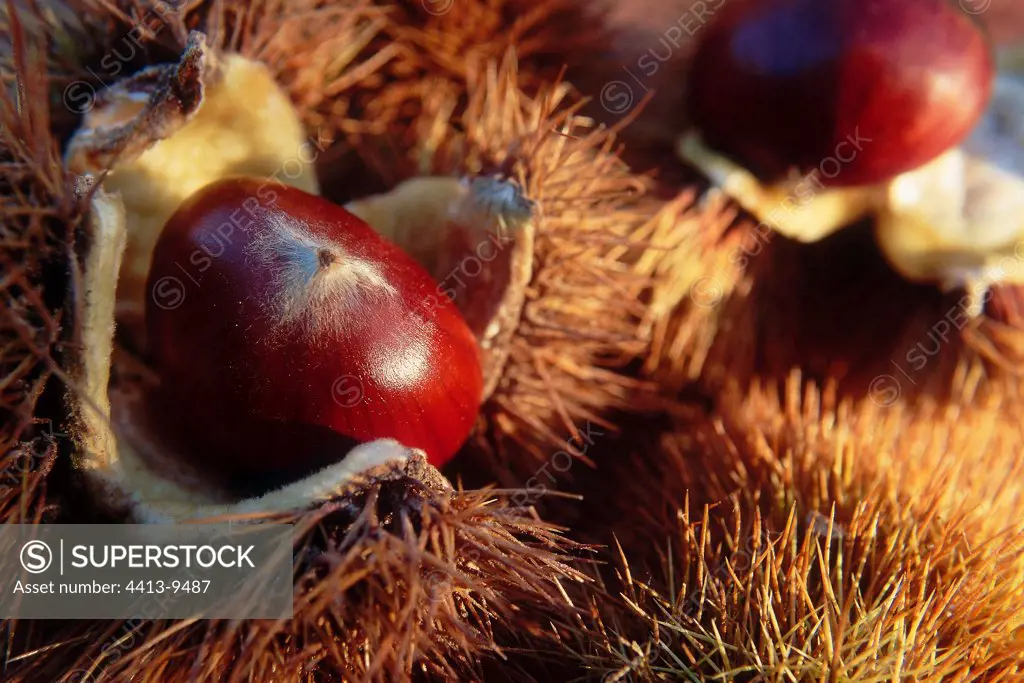 Sweet chestnuts in their husks France