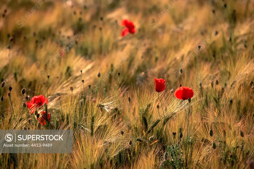Poppies in a Wheat field France
