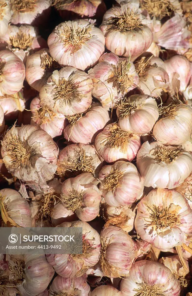 Bundle of fresh Garlic France