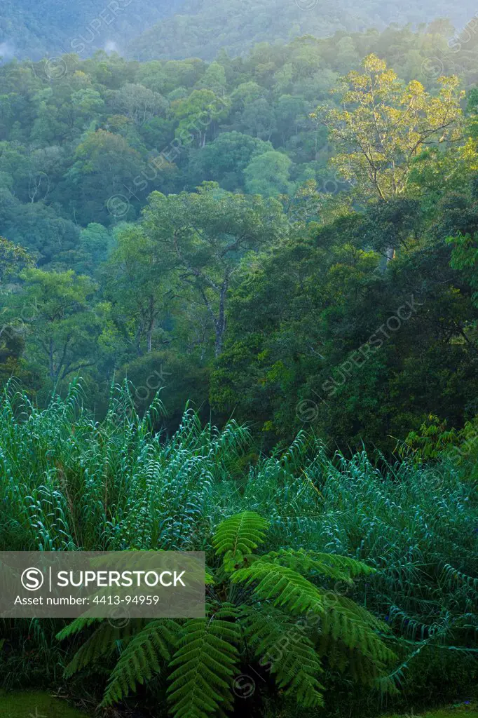 Tropical forest Mount Kinabalu National Park Borneo Malaysia