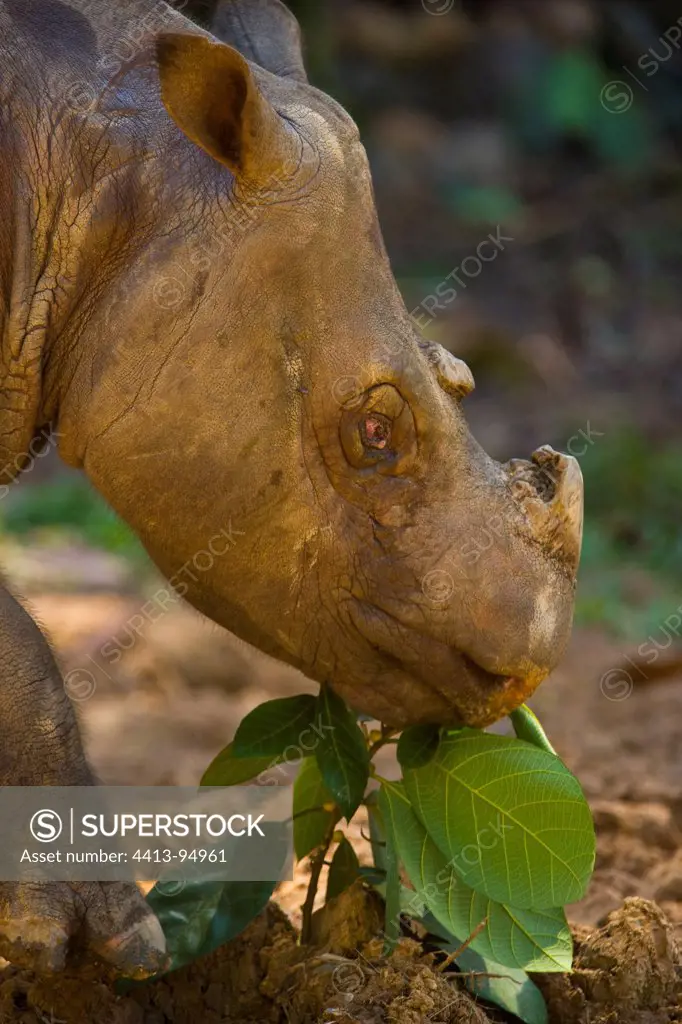 Portrait of Sumatran Rhinoceros Borneo Malaysia
