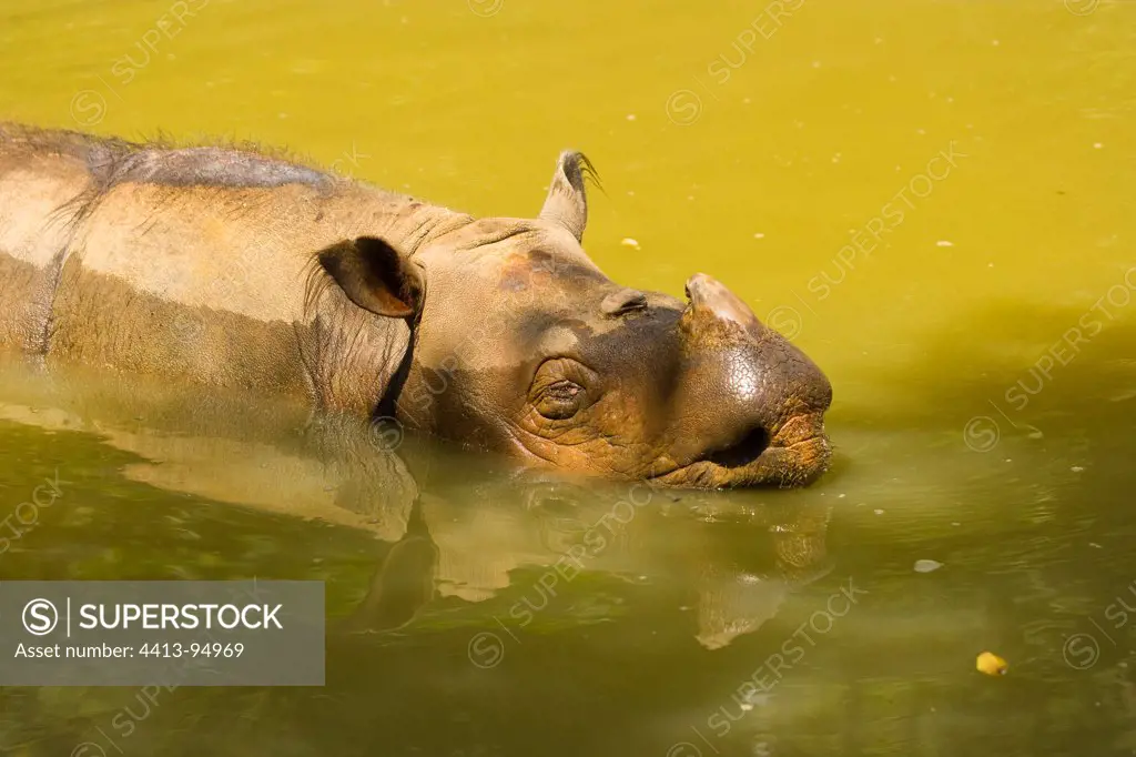 Sumatran Rhinoceros bathing Borneo Malaysia
