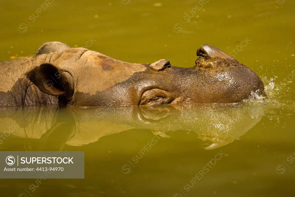 Portrait of Sumatran Rhinoceros bathing Borneo Malaysia