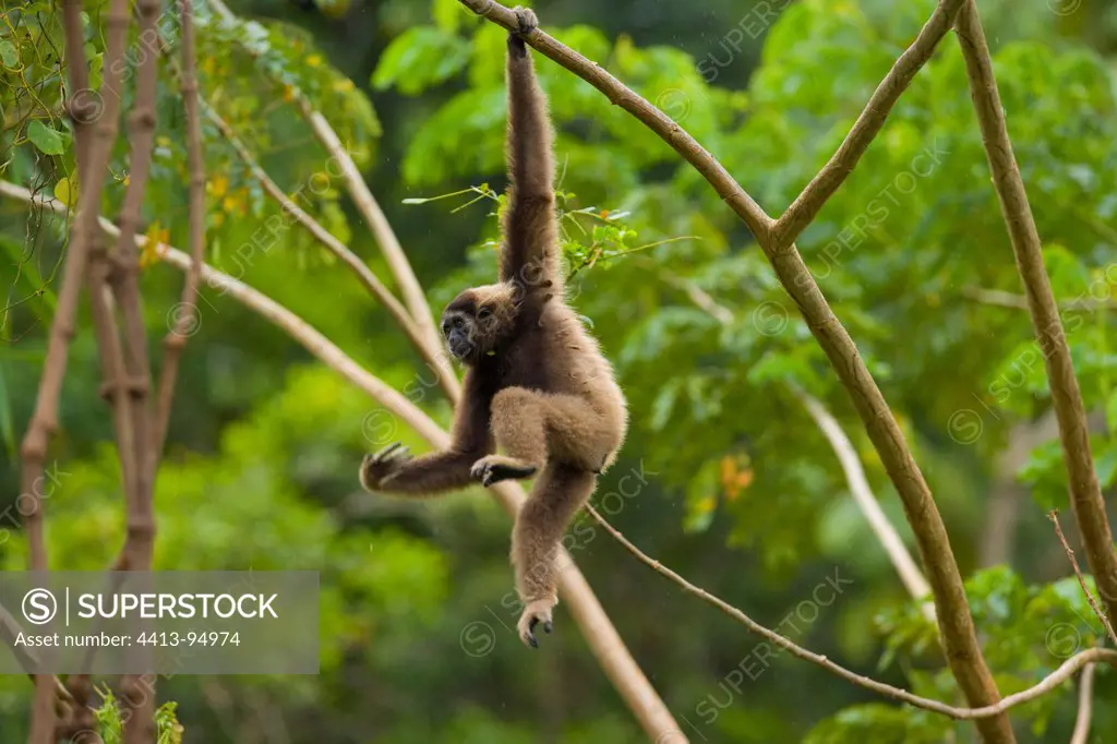 Müller's Bornean Gibbon on a branche Borneo Malaysia