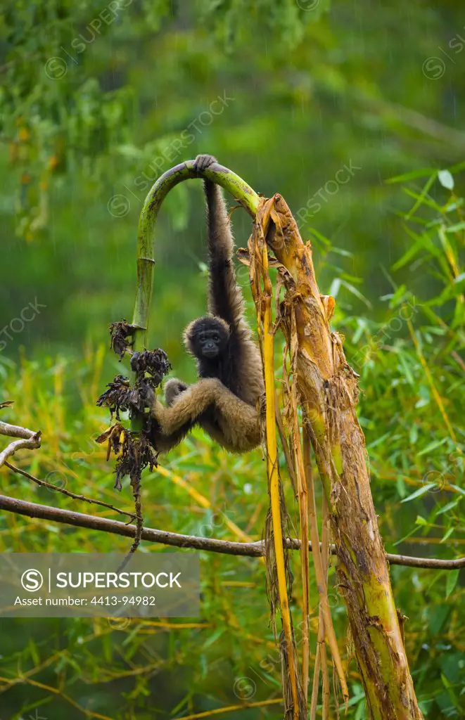 Müller's Bornean Gibbon on a banana tree Borneo Malaysia