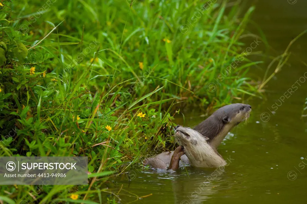 Oriental Small-clawed Otters Mount Kinabalu National Park