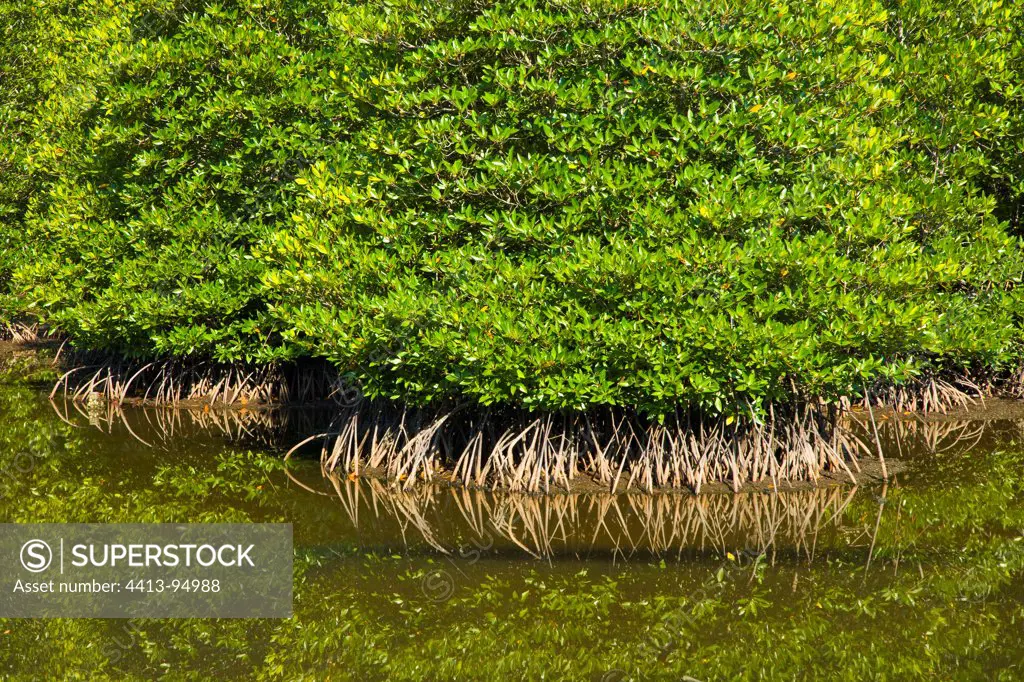 Mangroves at hight tide Borneo Malaysia