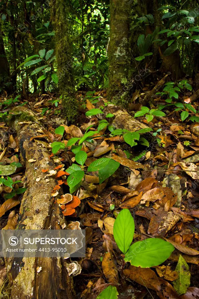 Undergrowth in Danum Valley rainforest Borneo Malaysia