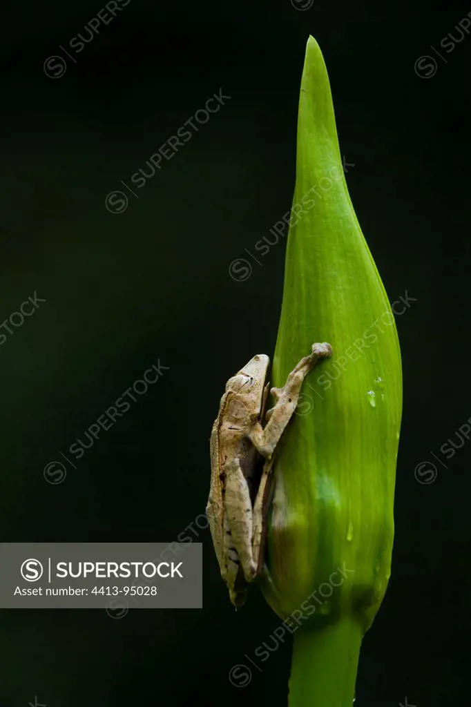 Borneo Eared Frog on a bud Danum Valley Malaysia Borneo