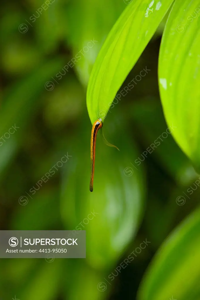 Leech on a leaf Borneo Danum Valley Malaysia