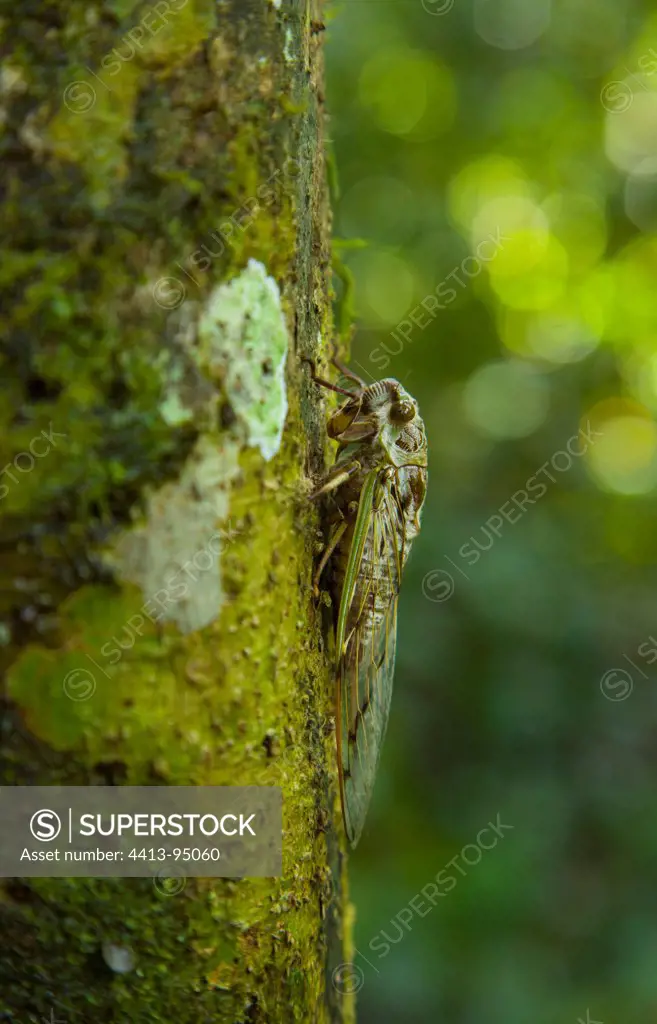 Mimetic cicada on the trunk Borneo Danum Valley Malaysia