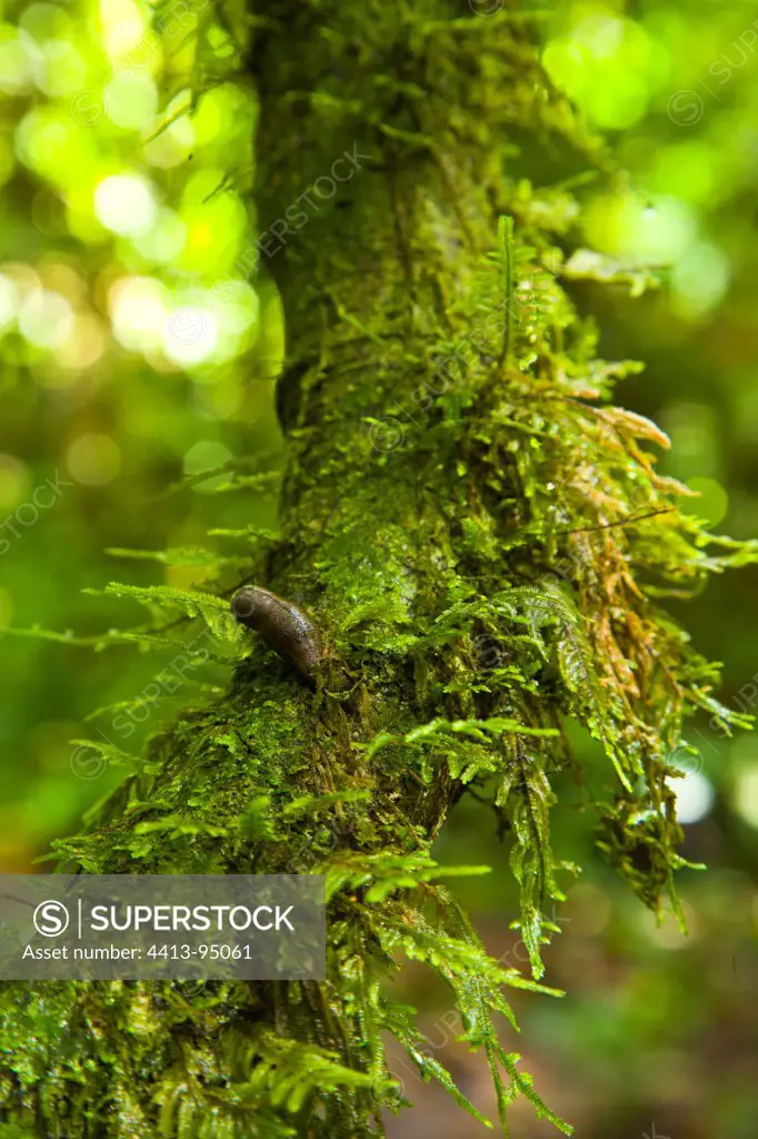 Leech on a mossy trunk Danum Valley Borneo Malaysia
