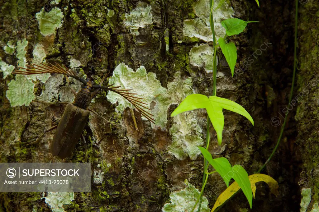 Beetle on trunk Borneo Danum Valley Malaysia