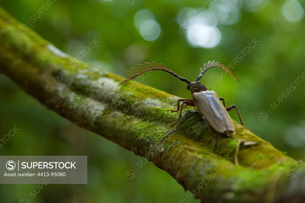 Beetle on a branch Borneo Danum Valley Malaysia