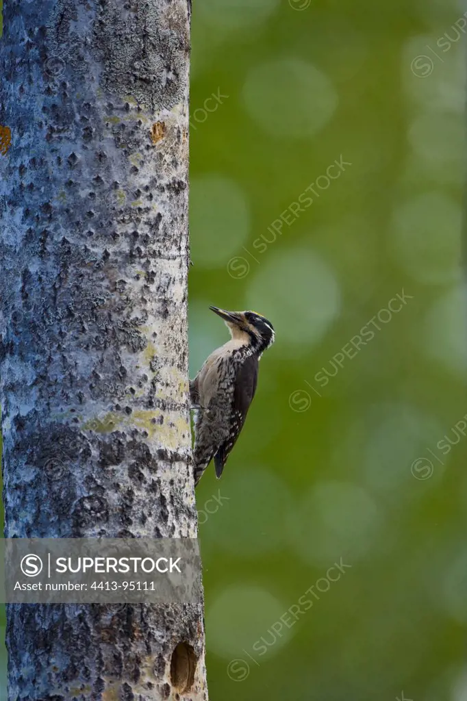 Three-toed woodpecker on a tree trunk Finland