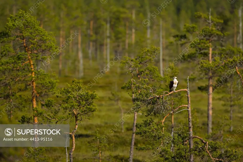 Osprey on a pine branch Finland