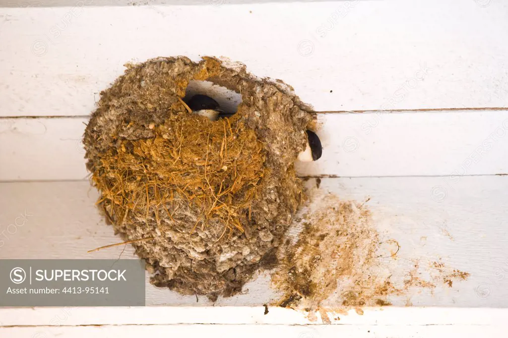 House Martins at nest Europe