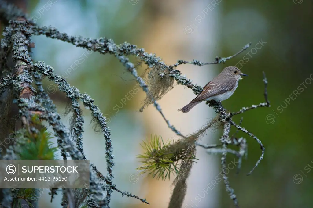 Spotted Flycatcher on a conifer branch Europe