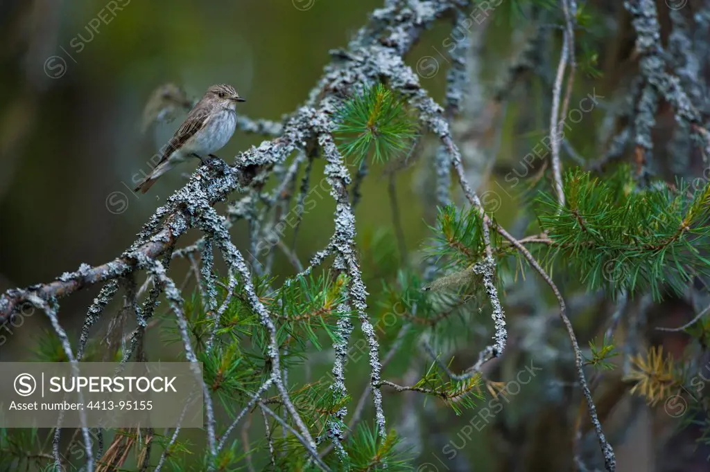 Spotted Flycatcher on a conifer branch Europe