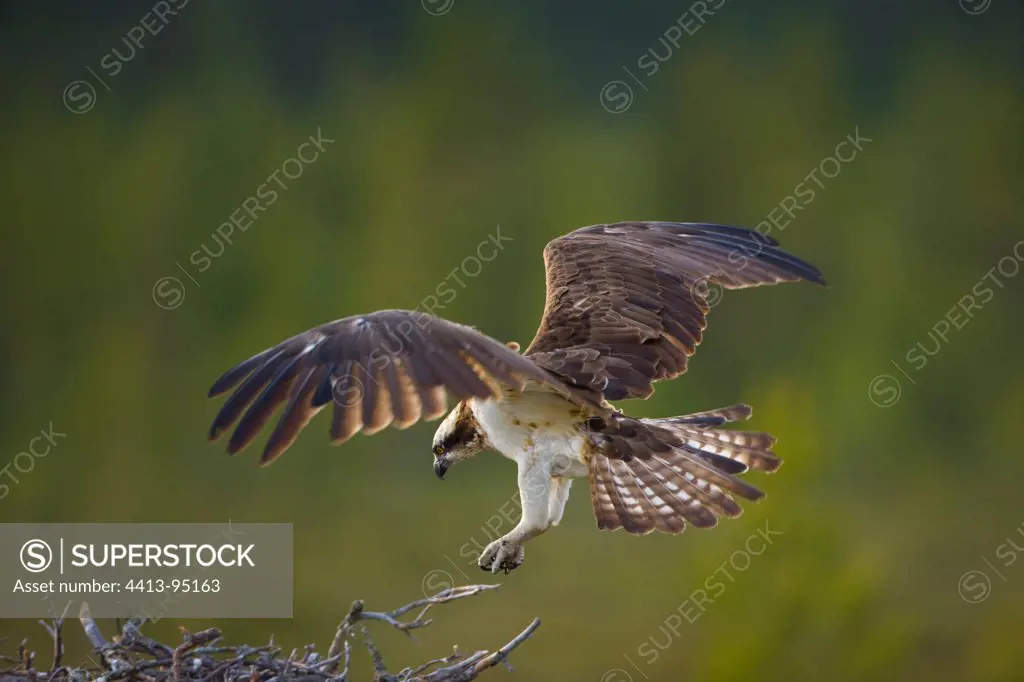 Osprey landing on its nest Finland