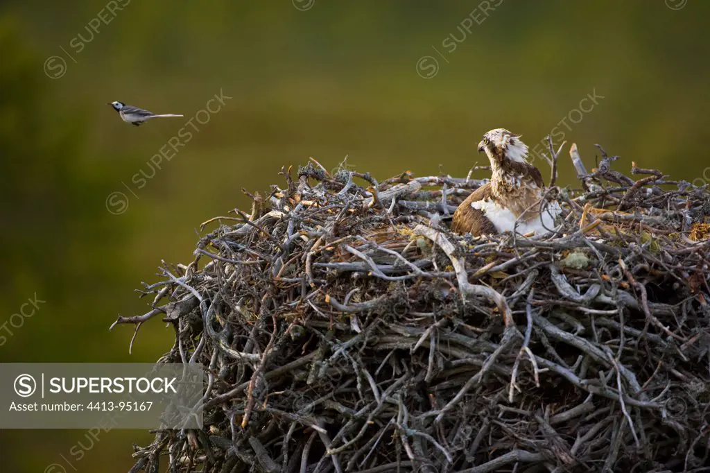Osprey at nest and Pied Wagtail Finland