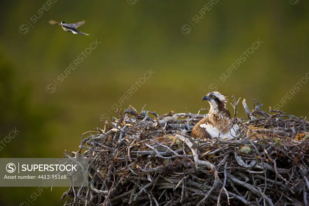 Osprey at nest and Pied Wagtail Finland