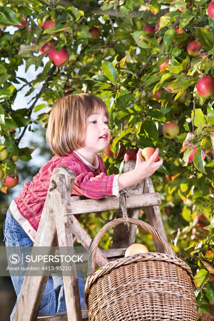 Girl picking apples 'Reine des Reinette' France