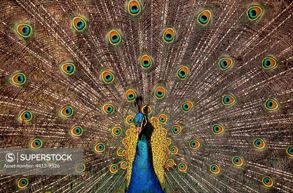 Male Indian Peafowl faning its tail France