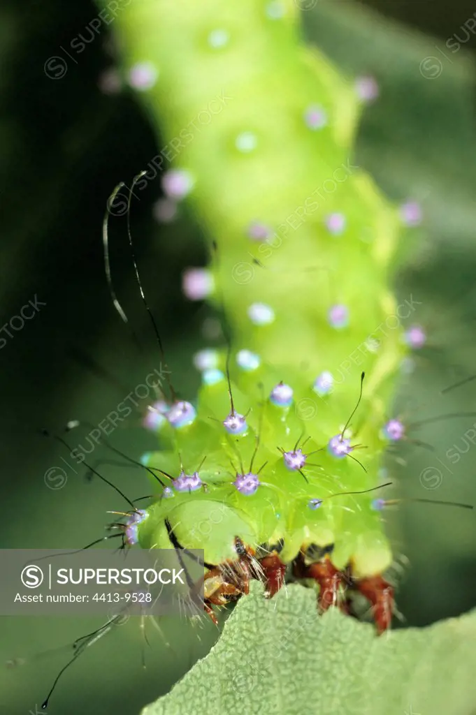 Caterpillar or Giant Peacock Moth France