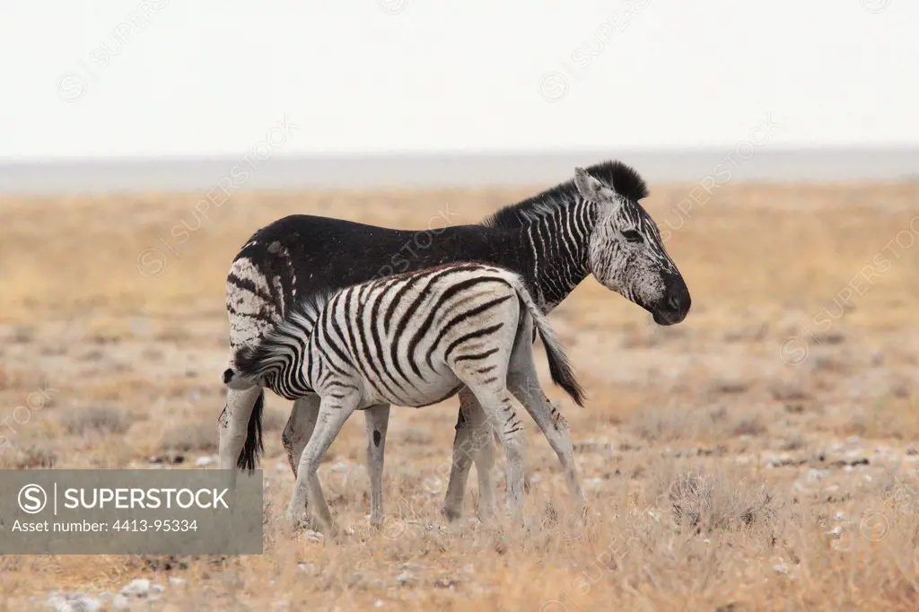 Genetic defect of a fur Burchell's zebraEtosha NP Namibia