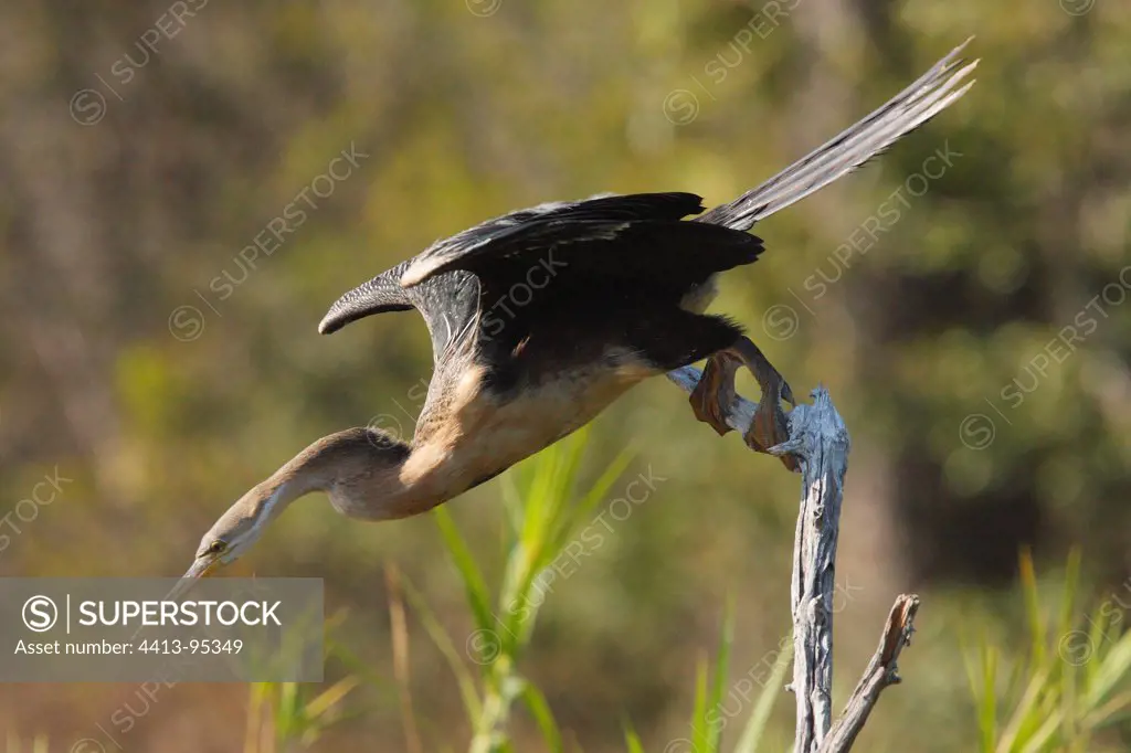 African Darter in the Kruger NP in South Africa