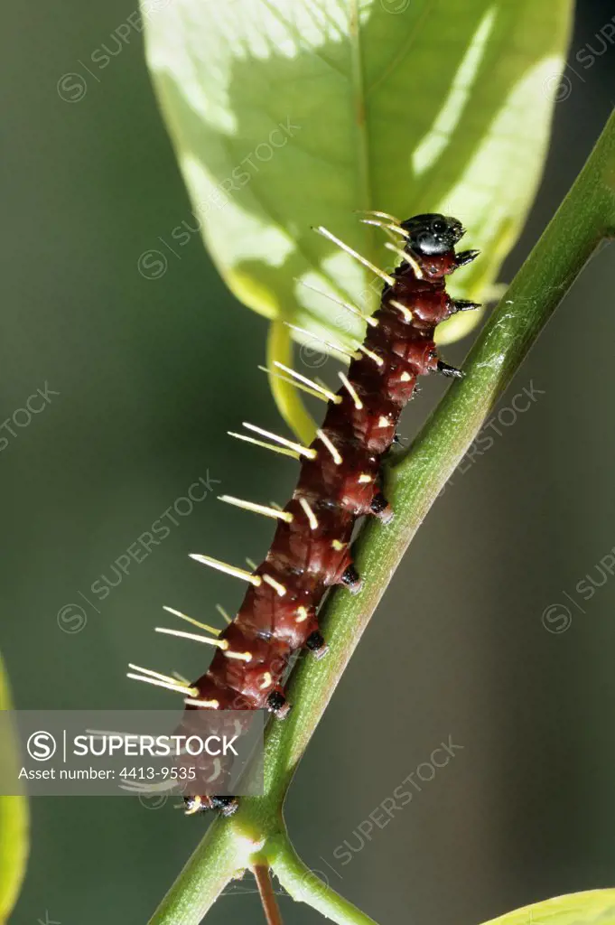 Caterpillar of the butterfly Heliconius Surinam