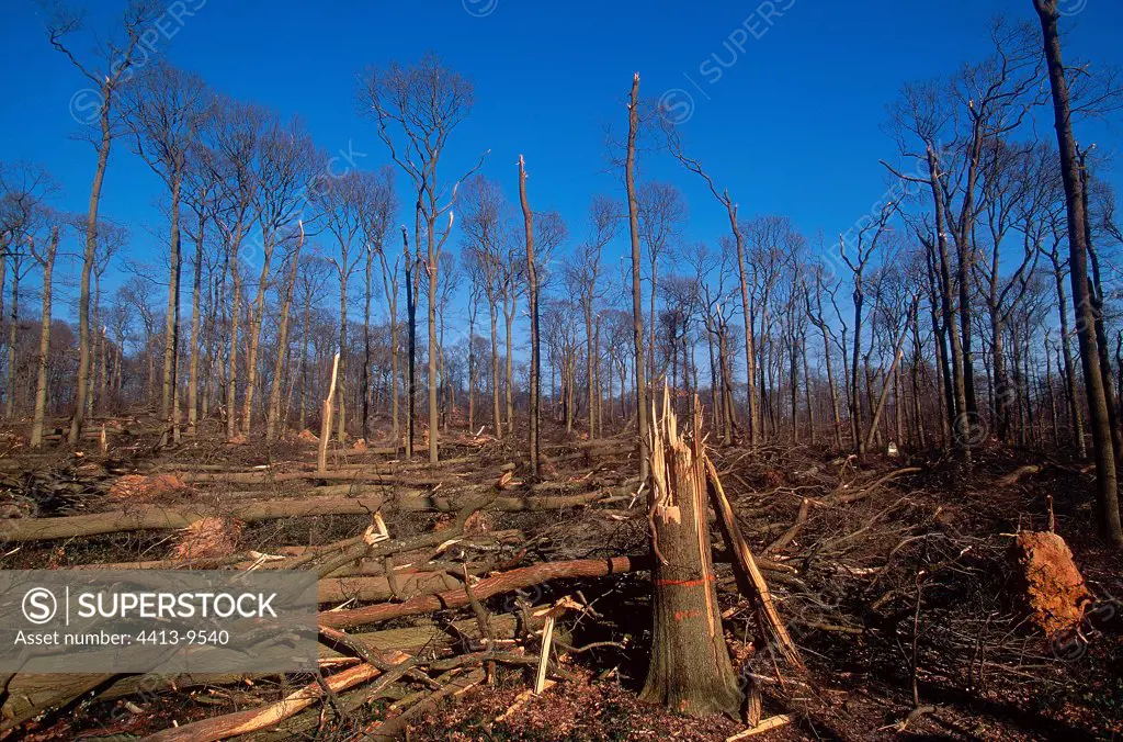 1999 storm's damage in an Oak grove France