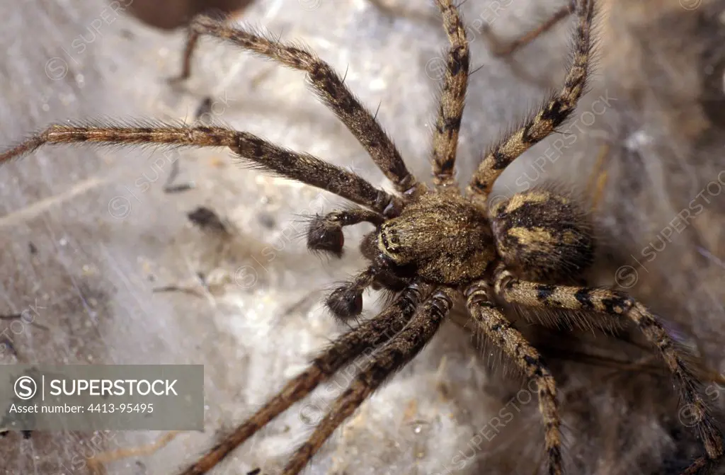 Common House Spider male
