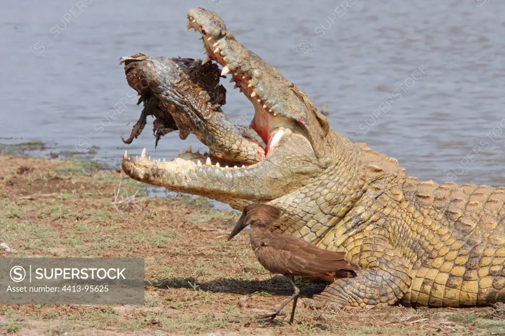 Cannibalism among adult Nile Crocodiles