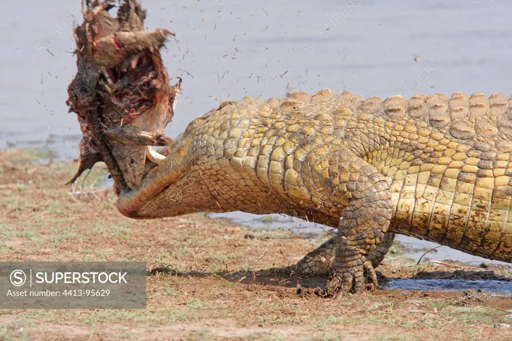 Cannibalism among adult Nile Crocodiles