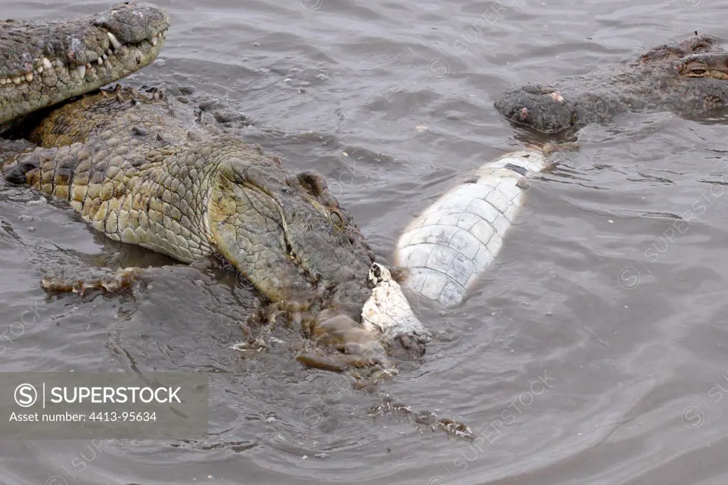 Cannibalism among adult Nile CrocodilesKruger Park