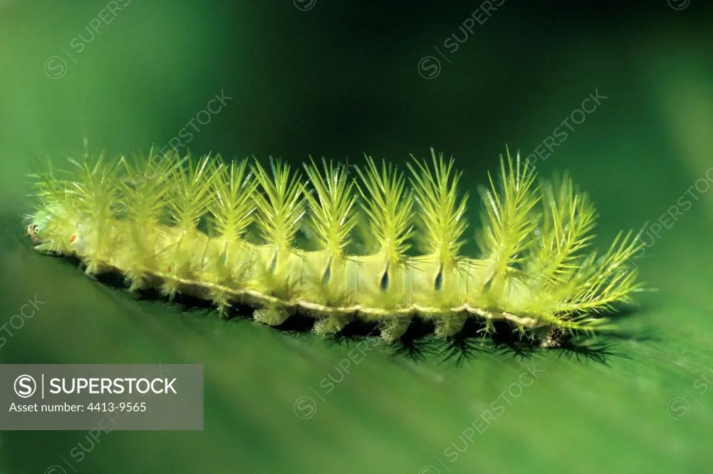 Caterpillar of the butterfly Automeris Brazil