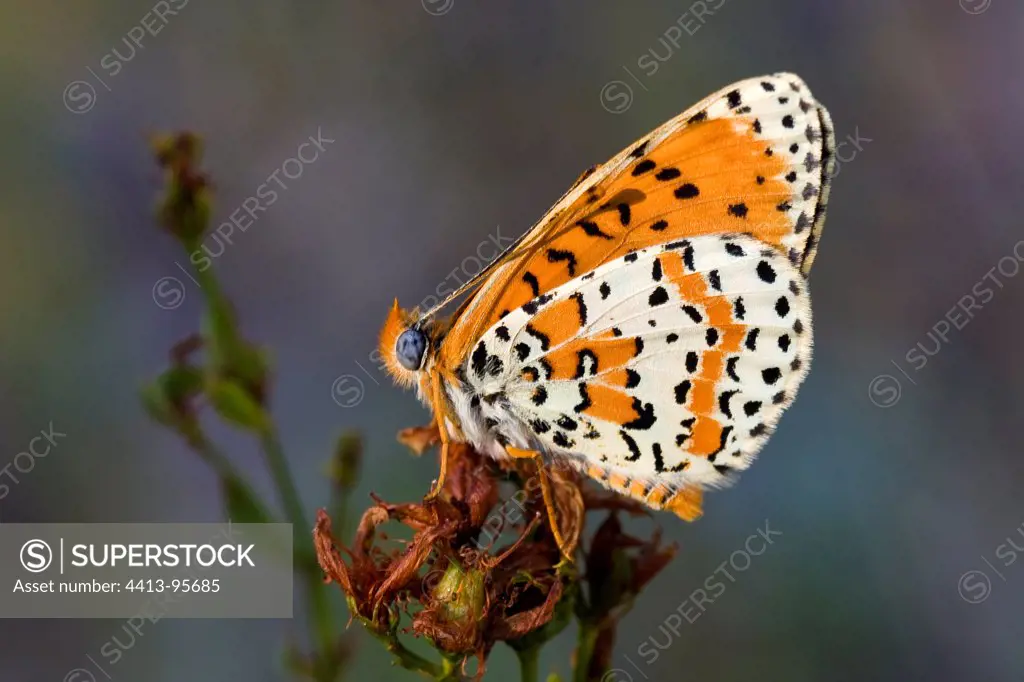 Spotted Fritillary Provence France