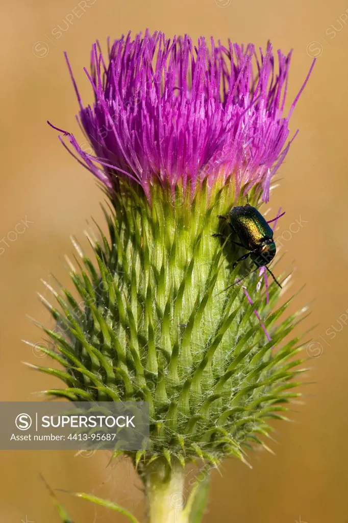 Common thistle carrying an insect Provence France