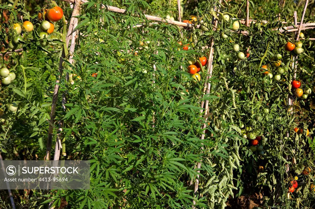 Marijuana growing with tomatoes in a vegetable garden