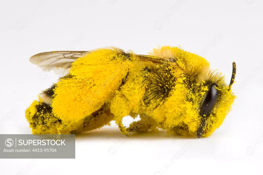 Honeybee pollen covered in studio