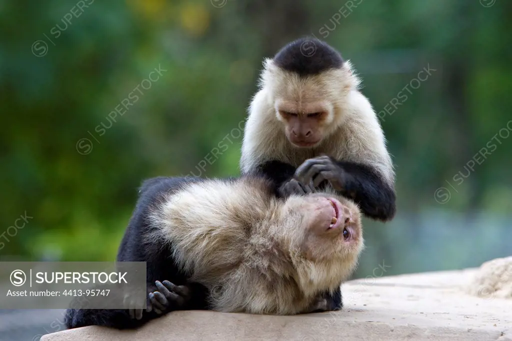 Two White-throated Capuchin grooming
