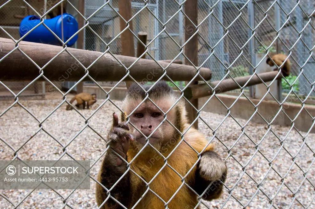 Primates in his animal box Strasbourg France