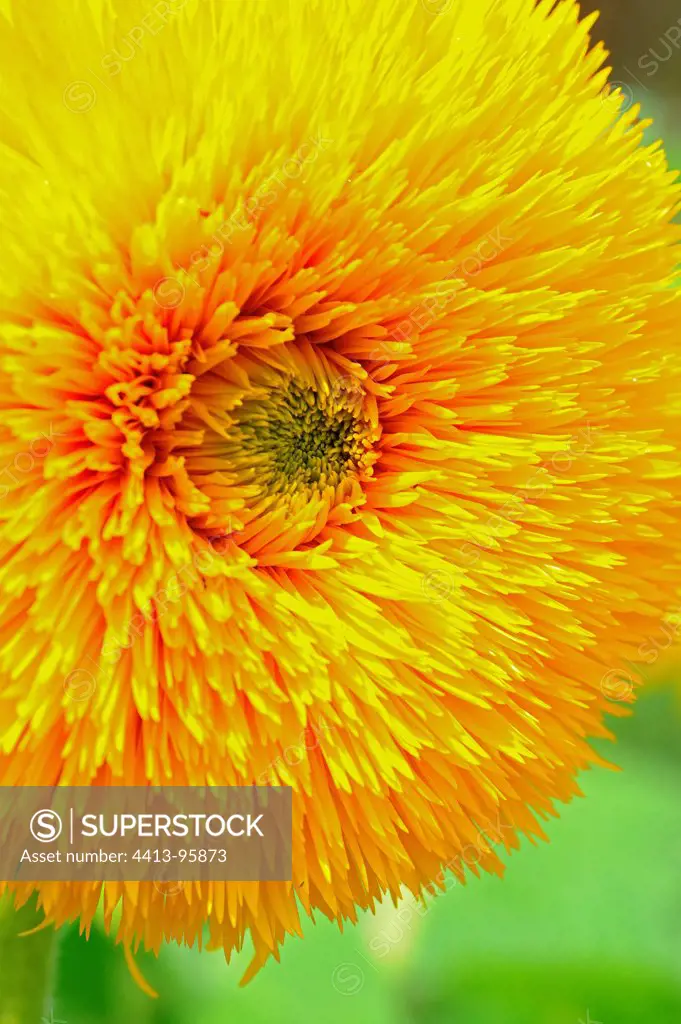 Sunflower 'Sungold' in bloom in a garden