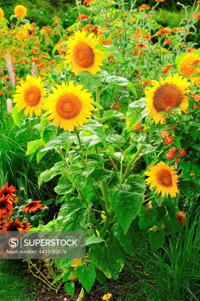 Sunflowers 'Pacino' in bloom in a garden