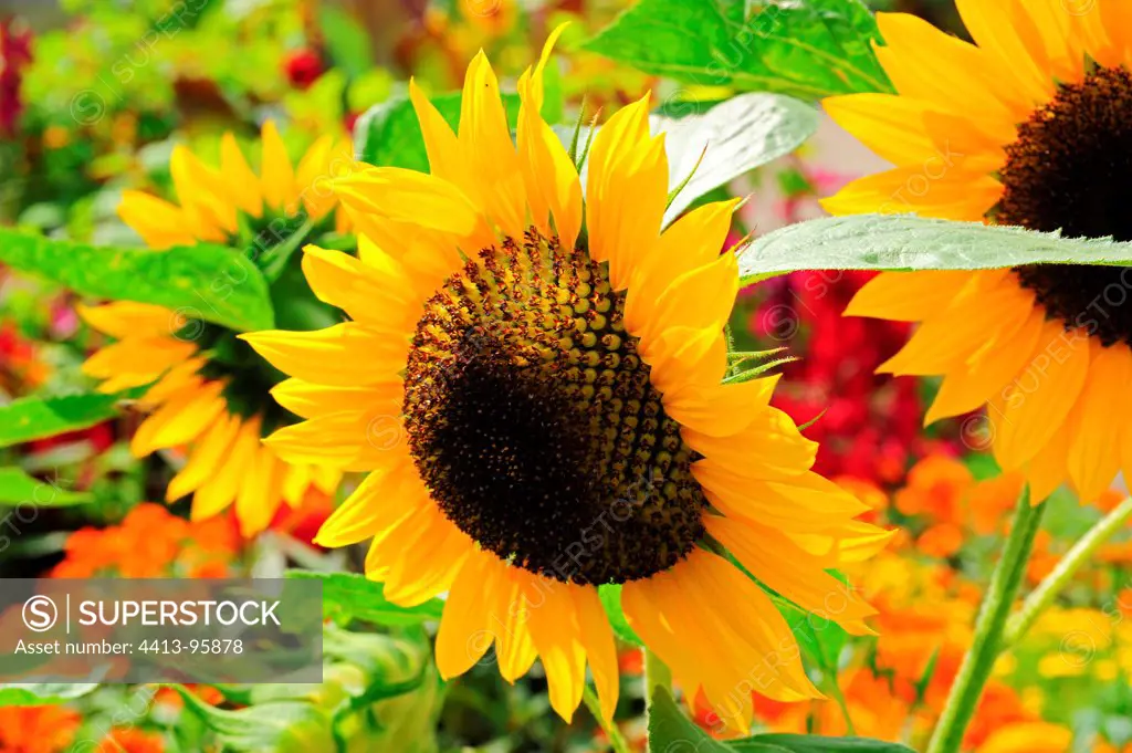 Sunflower 'Hallo' in bloom in a garden